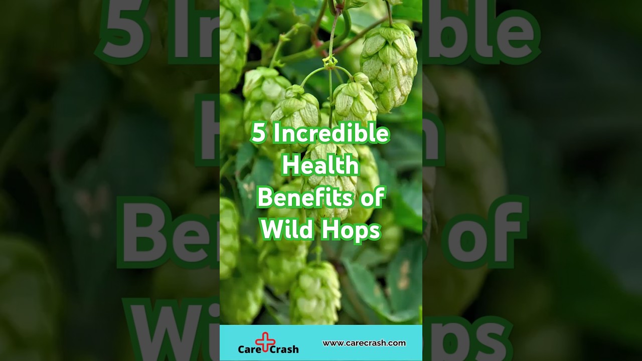 5 Incredible Health Benefits of Wild Hops | 