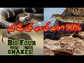 Top 4 most Venemous and dangerous  snakes of Pakistan and India (Big Four snakes)