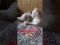 Попрошайки 🐕🐈 #собака #кошка #семья #любовь #shorts #cat #dog #завтрак