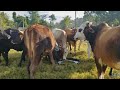 LA CHIKI DANDOLE "SAL” A LAS VACAS | Una mañana en el Campo