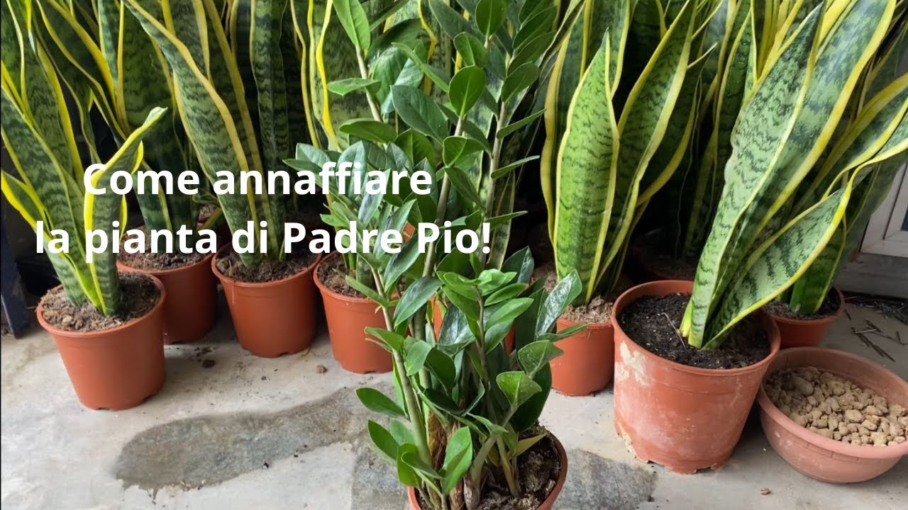 PIANTA DI PADRE PIO: come si annaffia? OGNI QUANTO si annaffia? QUANTA
