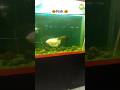 so #cute 😄“Beautiful #fish 🐟”“Cute #machali 💙”“Underwater #beauty 🌊🐠”“Peaceful# water life