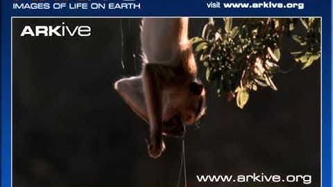 ARKive video 0F0CB0E6 0BBC 4661 AE8E CEF0FED35B8C