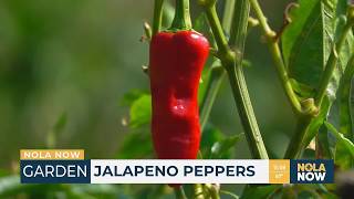 Add Spice To Your Garden With Jalapeno Peppers