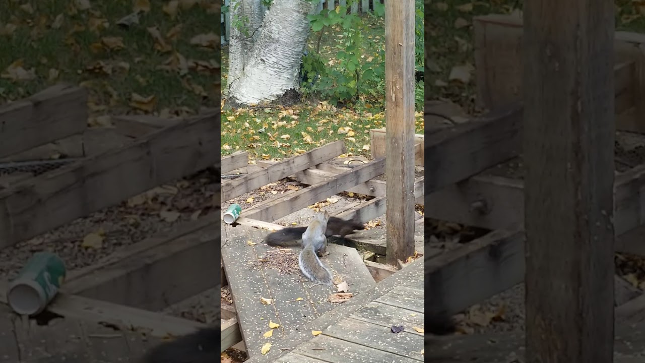 Squirrels' Wrestling Championship YouTube