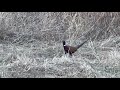 Pheasant calling