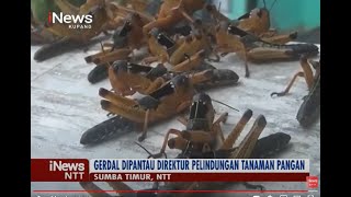 iNews NTT - Lawan Serangan Hama Belalang, Pemda Sumba Timur Lakukan Gerakan Pengendalian