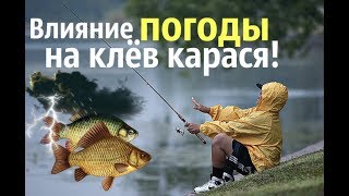 Как погода влияет на клёв карася? В какую погоду лучше ловится карась?