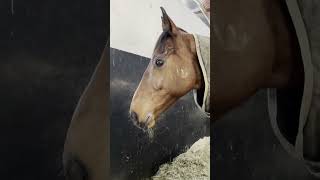 Grounded but game: Hewick the horse watches Cheltenham Race from stable screenshot 4