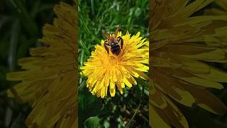 A hardworking bee on a sunny dandelion / Працьовита бджілка на сонячній кульбабці 🌼🐝