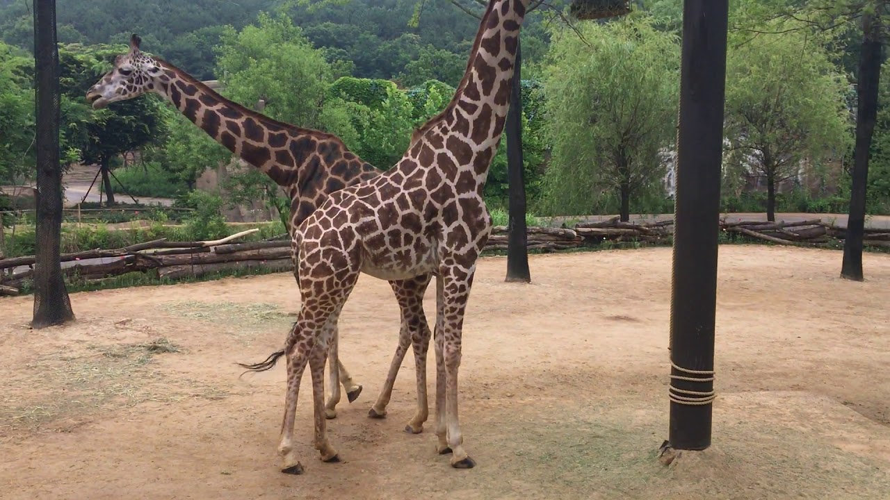 everland zoo safari