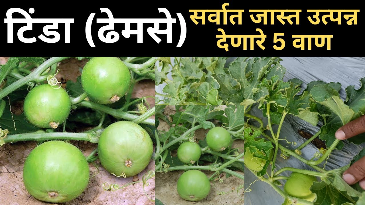 ढेमसे पिकातील सर्वोत्कृष्ट वाण (दिलपसंद / टीडा/ ढेमसे )