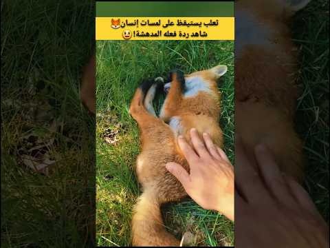 ردة فعل الثعلب عندما يستيقظ على لمسات انسان