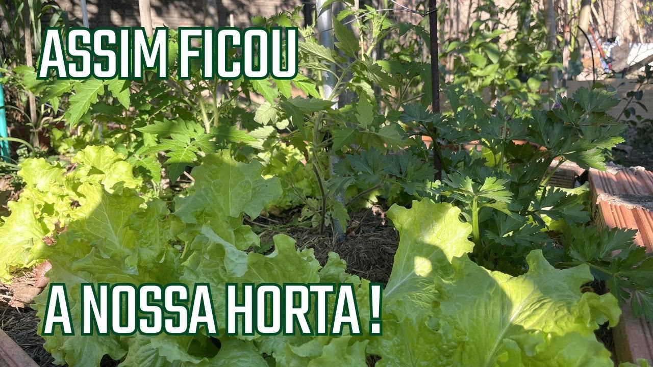 TUDO ISSO CRESCE NA NOSSA HORTA !