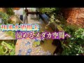 【究極の池小屋作り】②池小屋作り続き・外池の現在の姿・撤去した和風水槽をアレンジ再利用