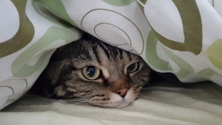 Кот любит прятаться под одеялом; Cat loves to hide under the cover Кот любит прятаться под одеялом; Cat loves to hide under the cover