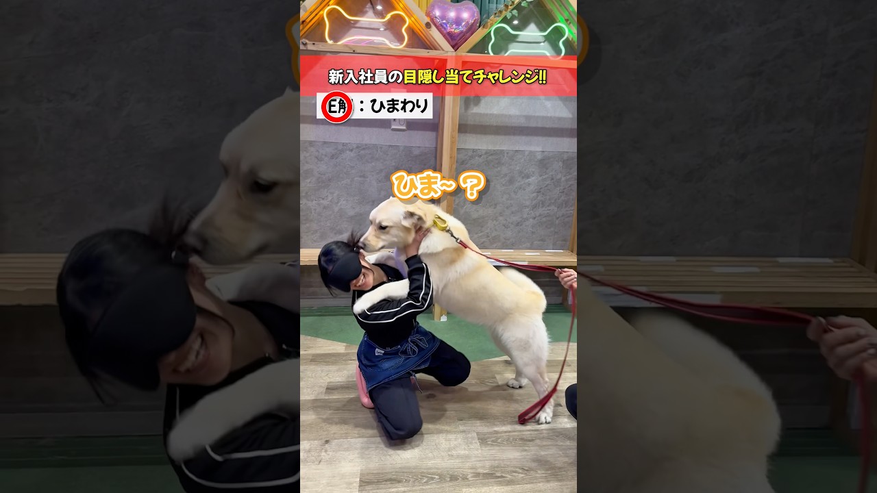 【検証】目隠しした新入社員、触っただけでわんちゃん当てられるのか!? #ハスキー #かわいい #大型犬