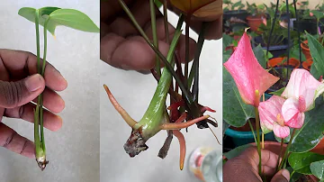 Anthurium care without roots #learngardening