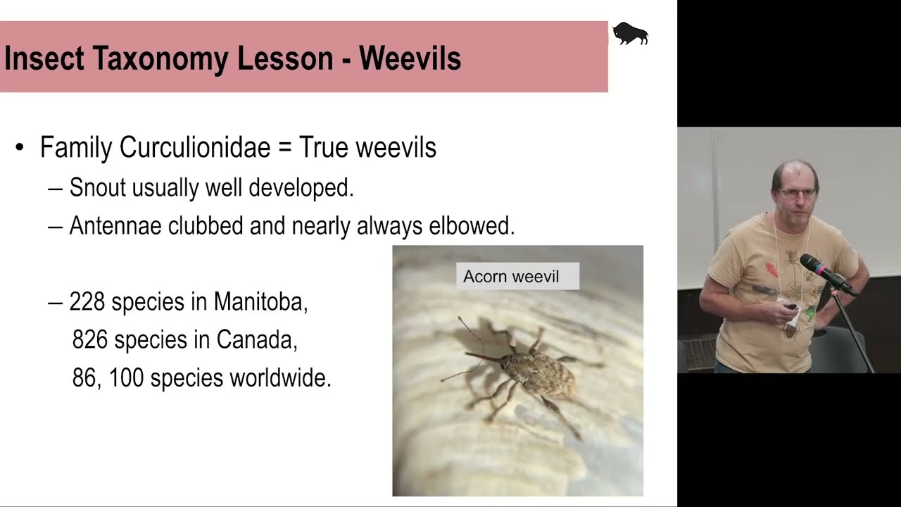 MAC 2025 - Weevils Gone Wild: A Review of Cabbage Seedpod, Pea Leaf and Alfalfa Weevil