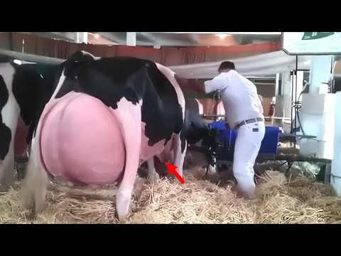 Vídeo: D'on va sorgir la vaca?