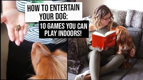 10 Games to Play with Your Dog (indoors!) | How to Entertain Your Dog | xameliax