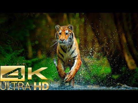 Calm Your Mind With Beautiful Relaxing Music & The World's Animals HD 4K ULTRA