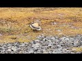 Killdeer doing the broken wing thing..