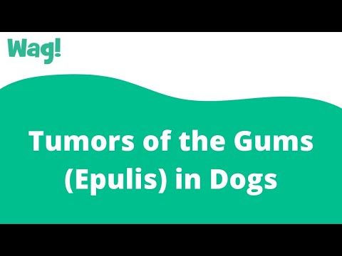 Video: Tumors Of The Gums (Epulis) Sa Mga Aso