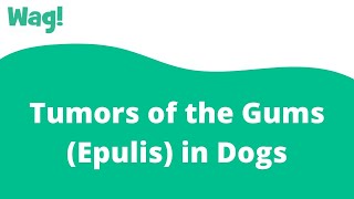 Tumors of the Gums (Epulis) in Dogs | Wag! screenshot 1