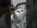 眠りに落ちた絶望の猫,なぜか笑える😹 #おもしろ動画 #cat