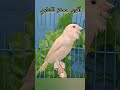 تغريد كناري Birds تغريد كناري 2024 هائج Canary Kanary 2025 طيور Birdsounds 