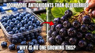 This Native Superfruit DESTROYS Blueberries And Was Completely Forgotten