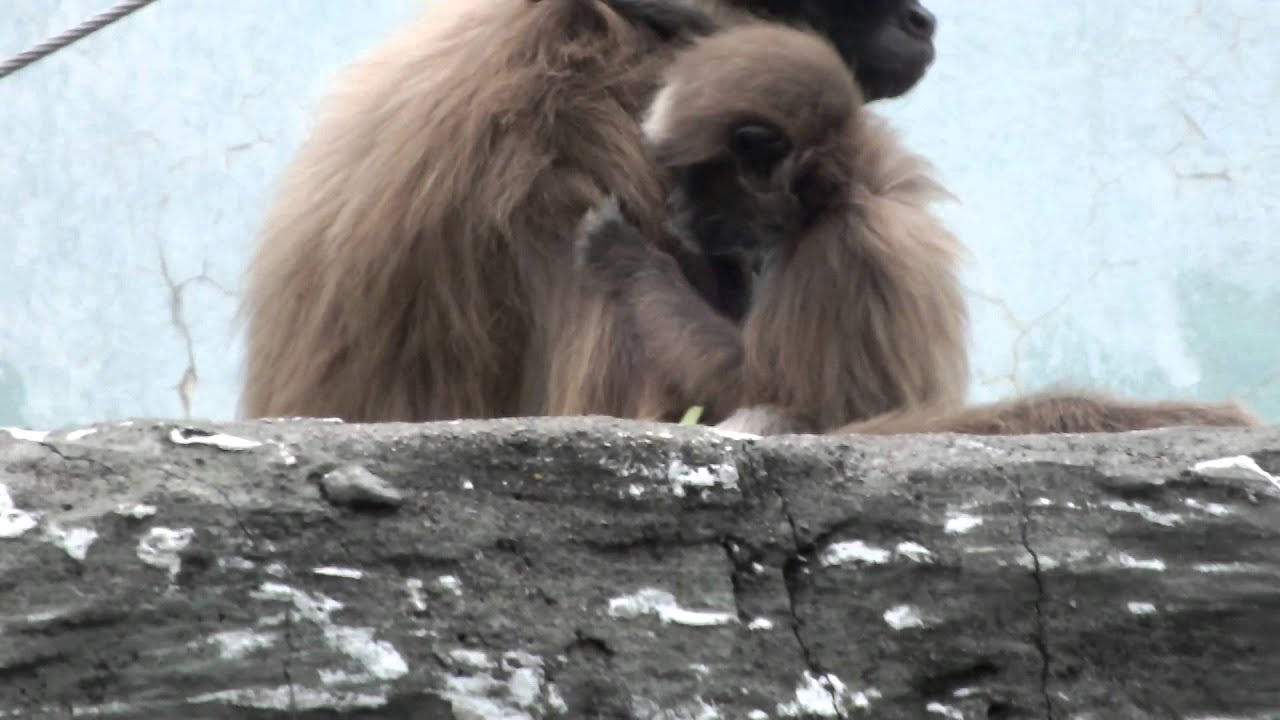 01 Cute Baby Long Haired Spider Monkey かわいいケナガクモザルの