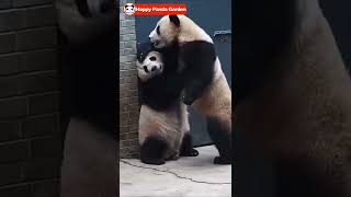 Kung Fu Panda #20221117 - Too cute animals videos #panda