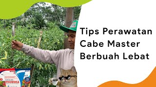 5 Teknik Perawatan Cabe Rawit Master, Lengkap Pemupukannya