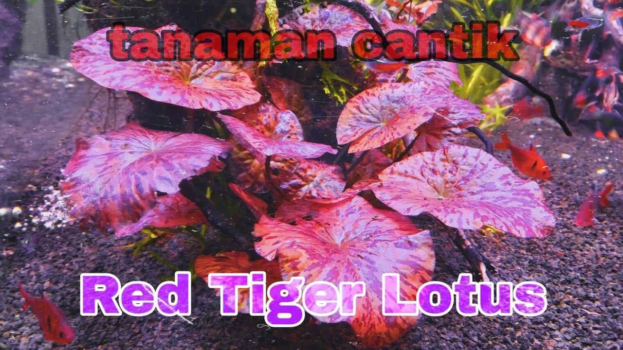 lotus tiger