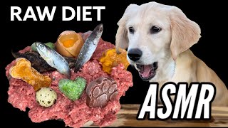 ASMR Dog Eats RAW MEAT MOUNTAIN! *satisfying* BARF DIET