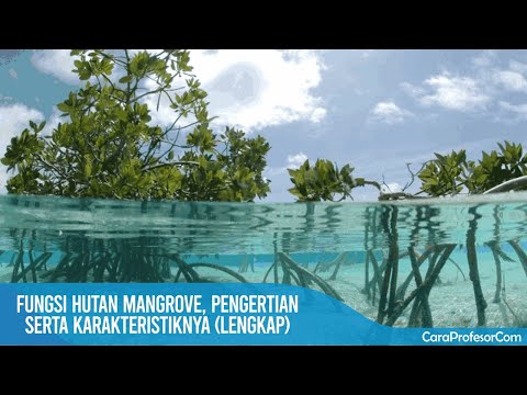 Fungsi hutan mangrove, Pengertian serta karakteristiknya lengkap