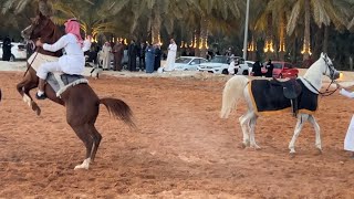 Horse video horse people #horselover #wildanimals #horse