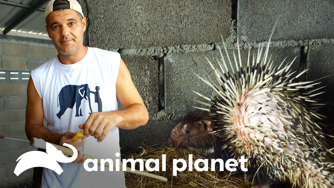 Frank cuida de porco-espinho resgatado | Perdido no Sudeste Asiático: Tráfico de Animais