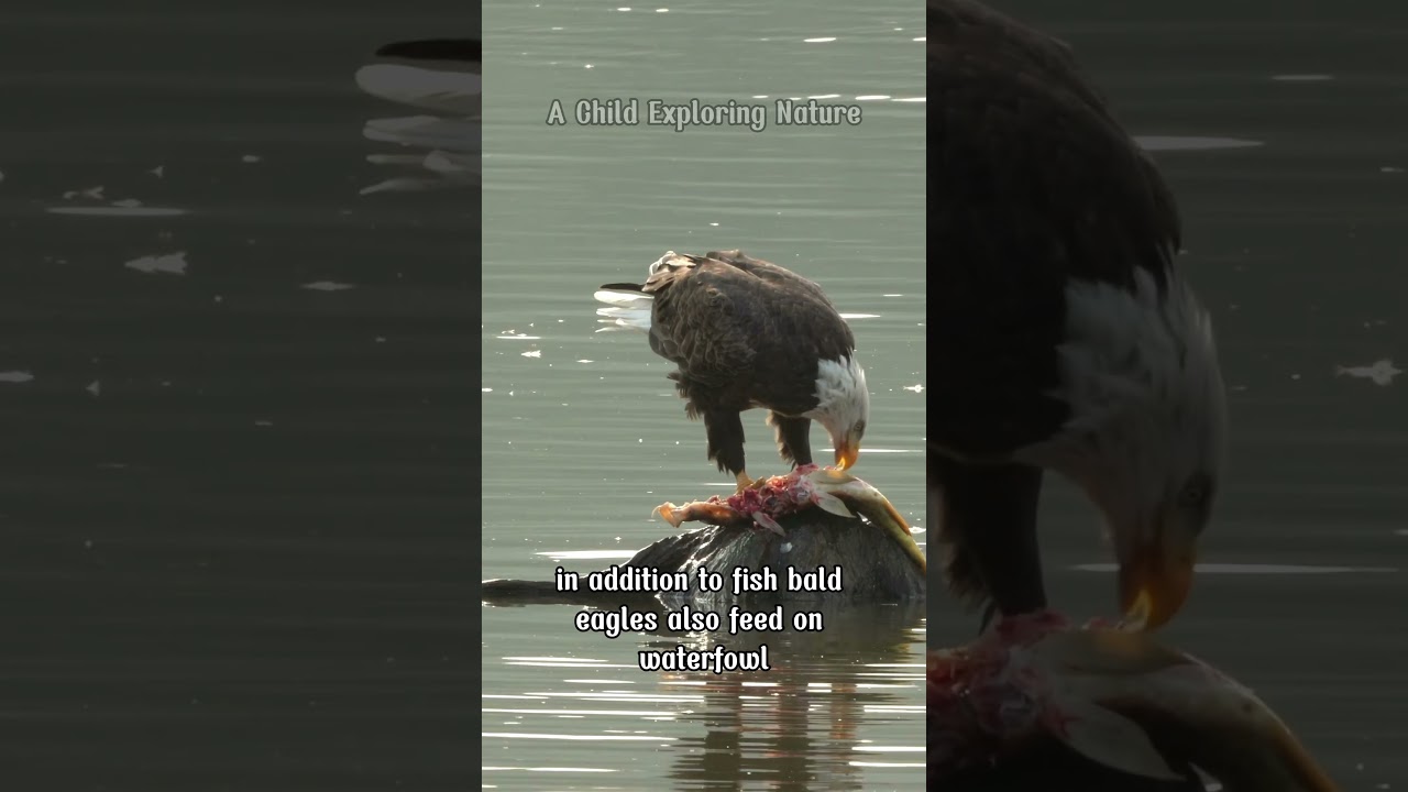 🦅 Белоголовый орёл – символ силы, свободы и восстановления природы