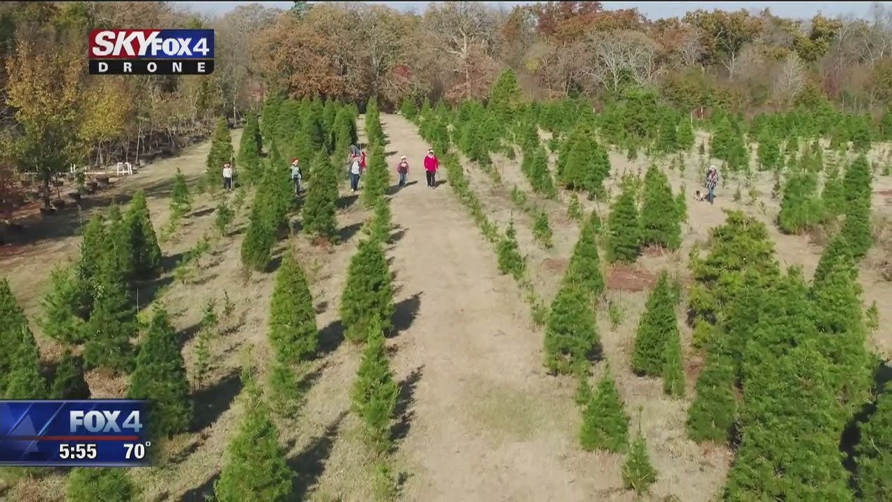 north texas christmas tree farm celebrates the season north texas christmas tree farm celebrates the season