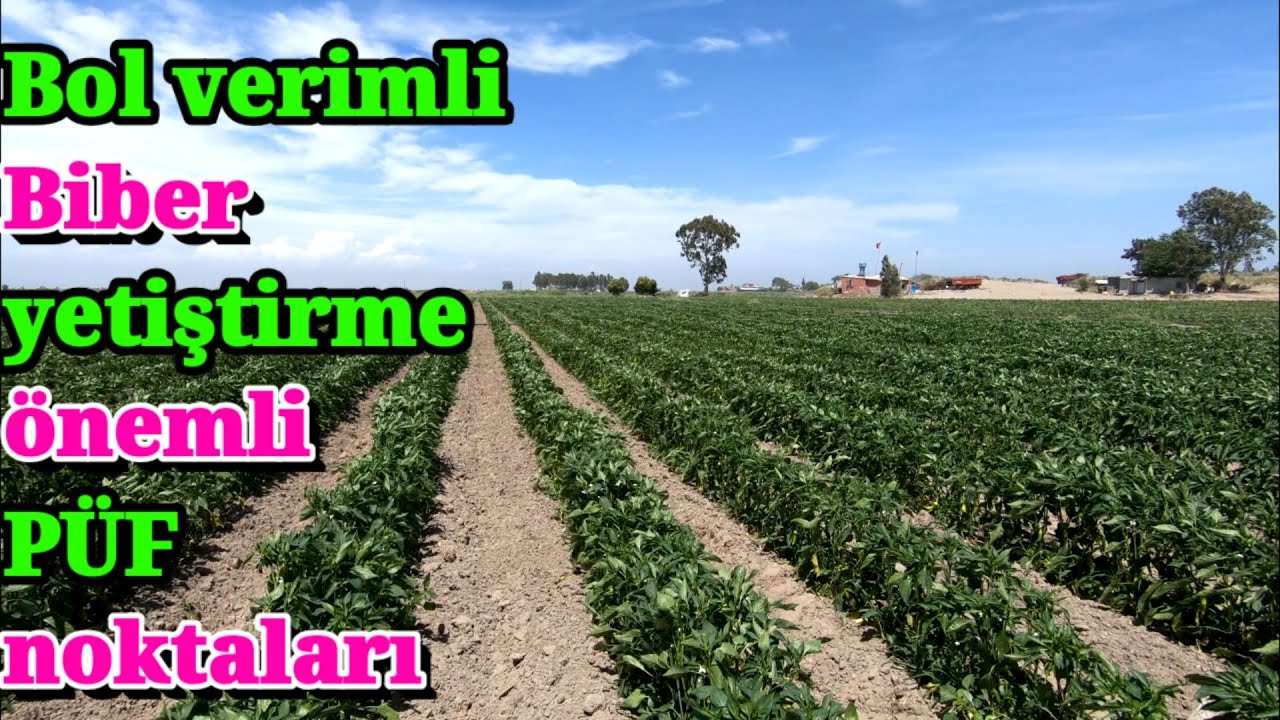 Yüksek verim için strese giren biberde yapılması gerekenler. Biber yetiştiriciliği Mersin Tarsus