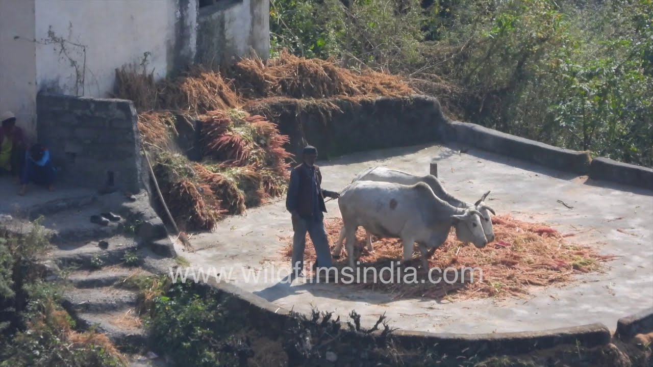 Bulls being used to power grain mill in an old world western Himalayan village in Uttarakhand, India