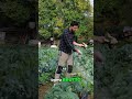 Strategie Naturali per Combattere Le #Lumache nell'#Orto #mattthefarmer