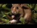 Путешествие в мир хомяков // Отрывок из фильма "Expedition ins Tierreich   Hamster und Hasen"