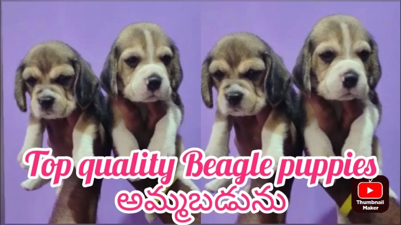 Top quality beagle puppies for sale6301984446hyderabaddog market in