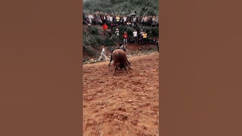 Kalapan bantengan terbaru