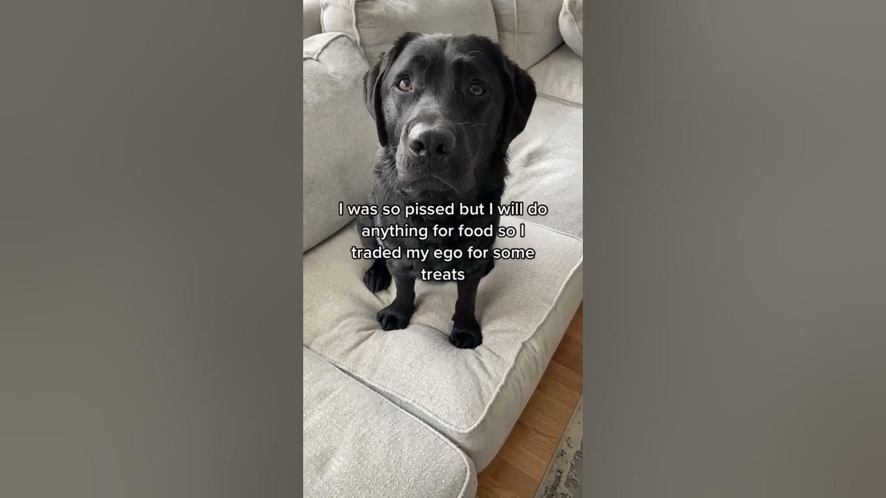 How To Tell If Dog Has Upset Stomach