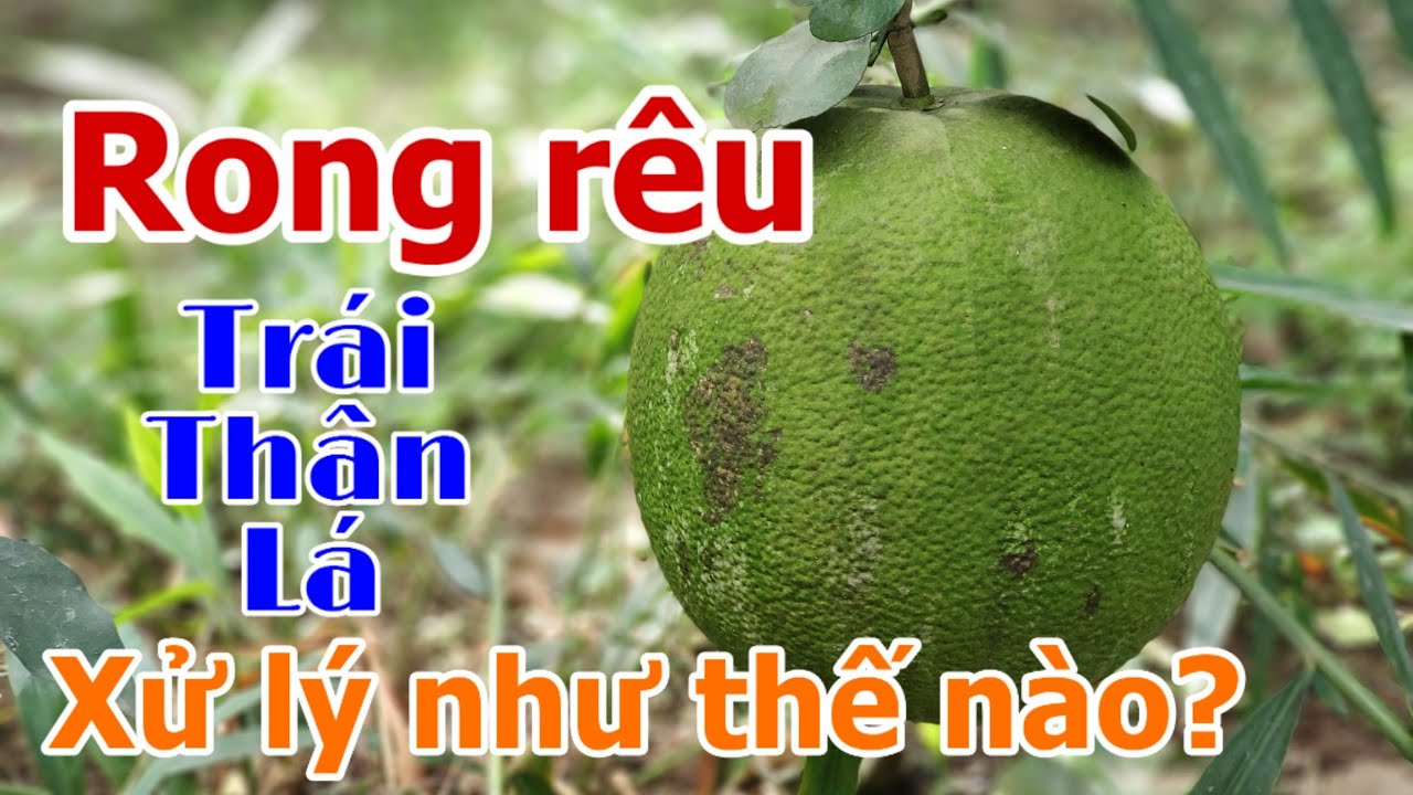 Cách xử lý khi Rong rêu bám đầy trên trái, lá, thân cây bưởi da xanh ...